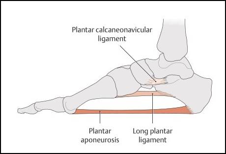 발바닥에 존재하는 아치를 유지 시켜주는 구조물들 중에 인대들만 나타낸 그림