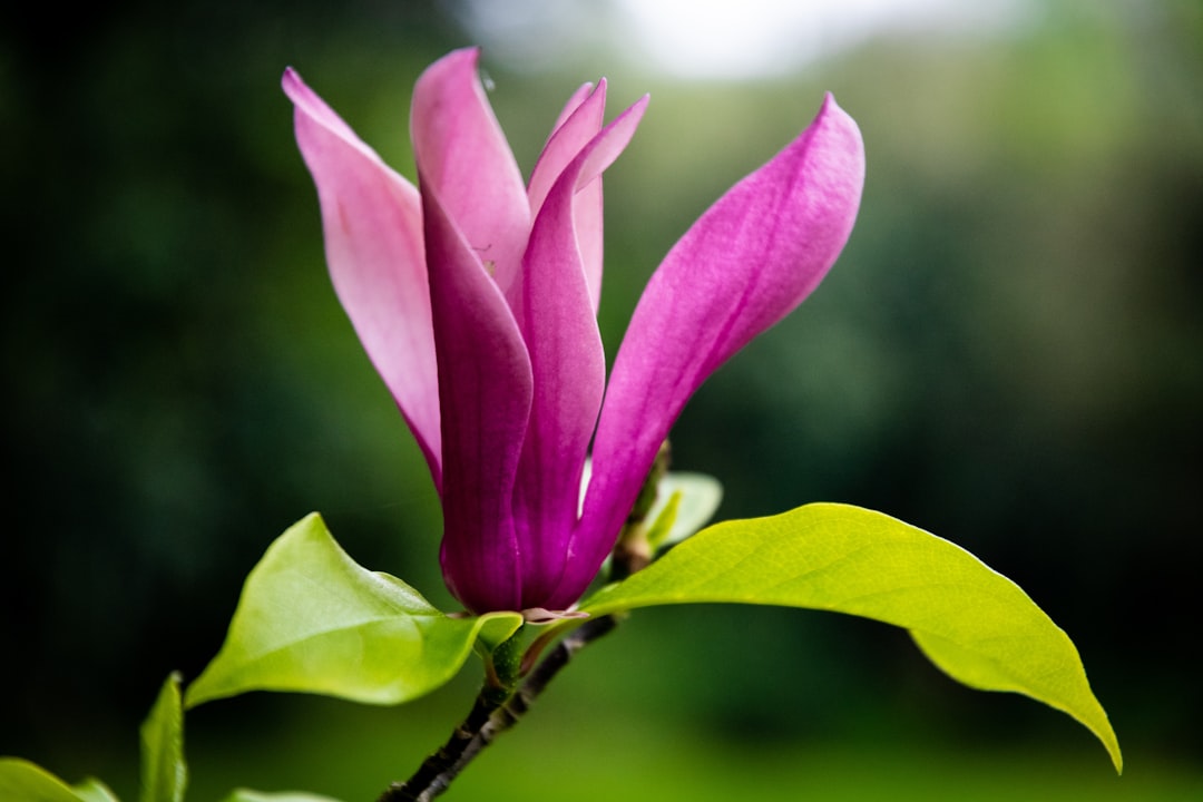 Magnolia