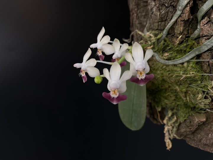 Phalaenopsis parishii