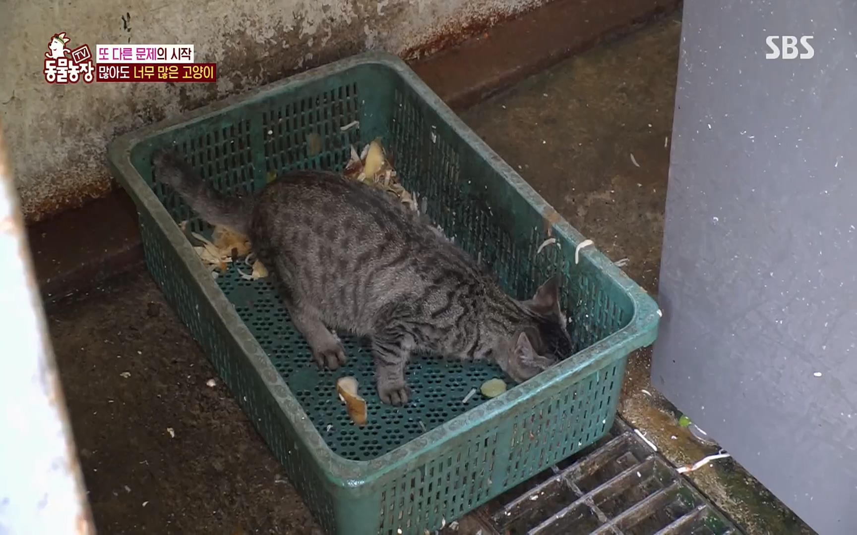 TV 동물농장.E1077.220710p.H264-F1RST.mp4_20220710_175430.336.jpg