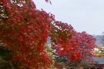 경복궁 야간개장 인터넷 예매