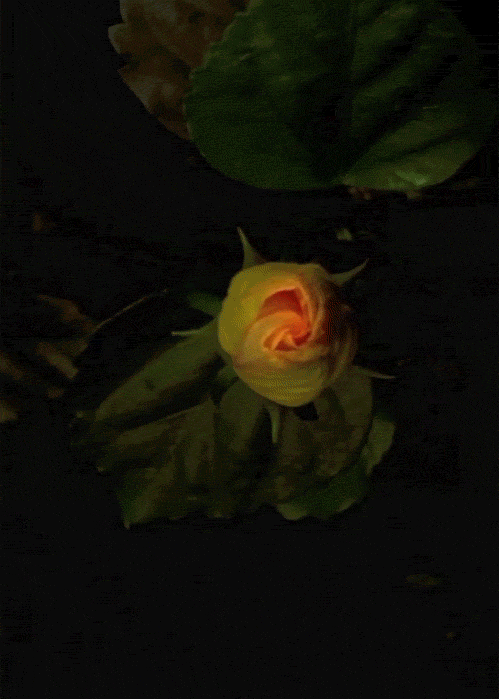 img.gif