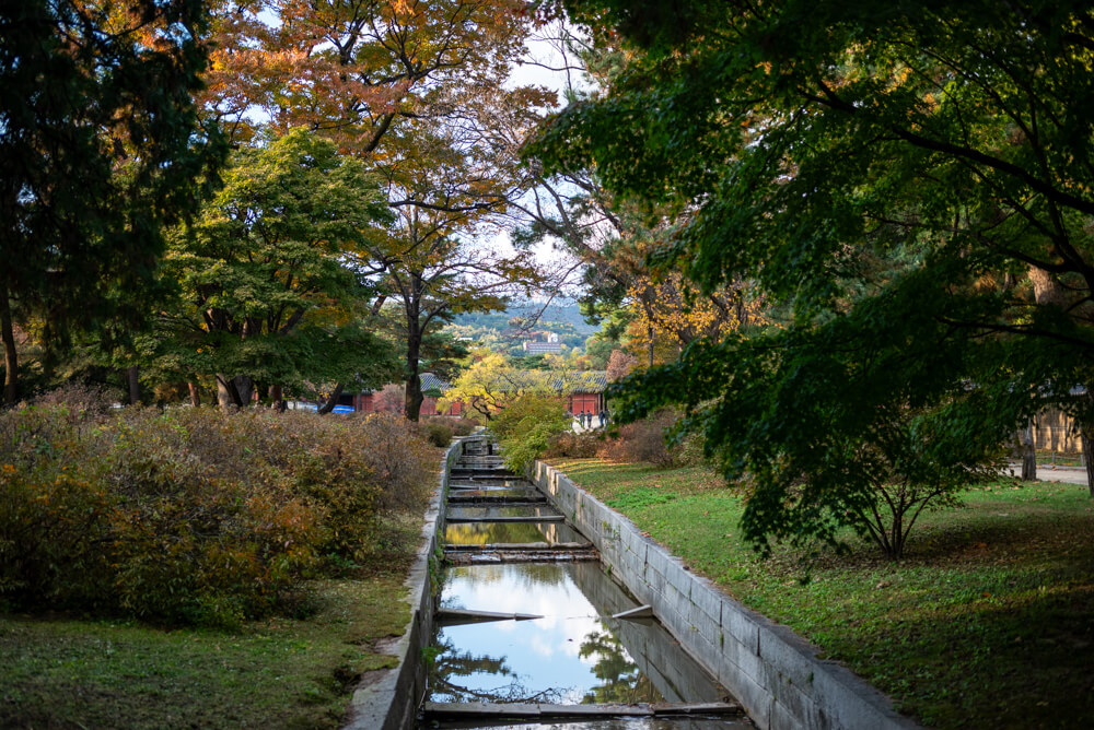 창경궁 단풍 근황