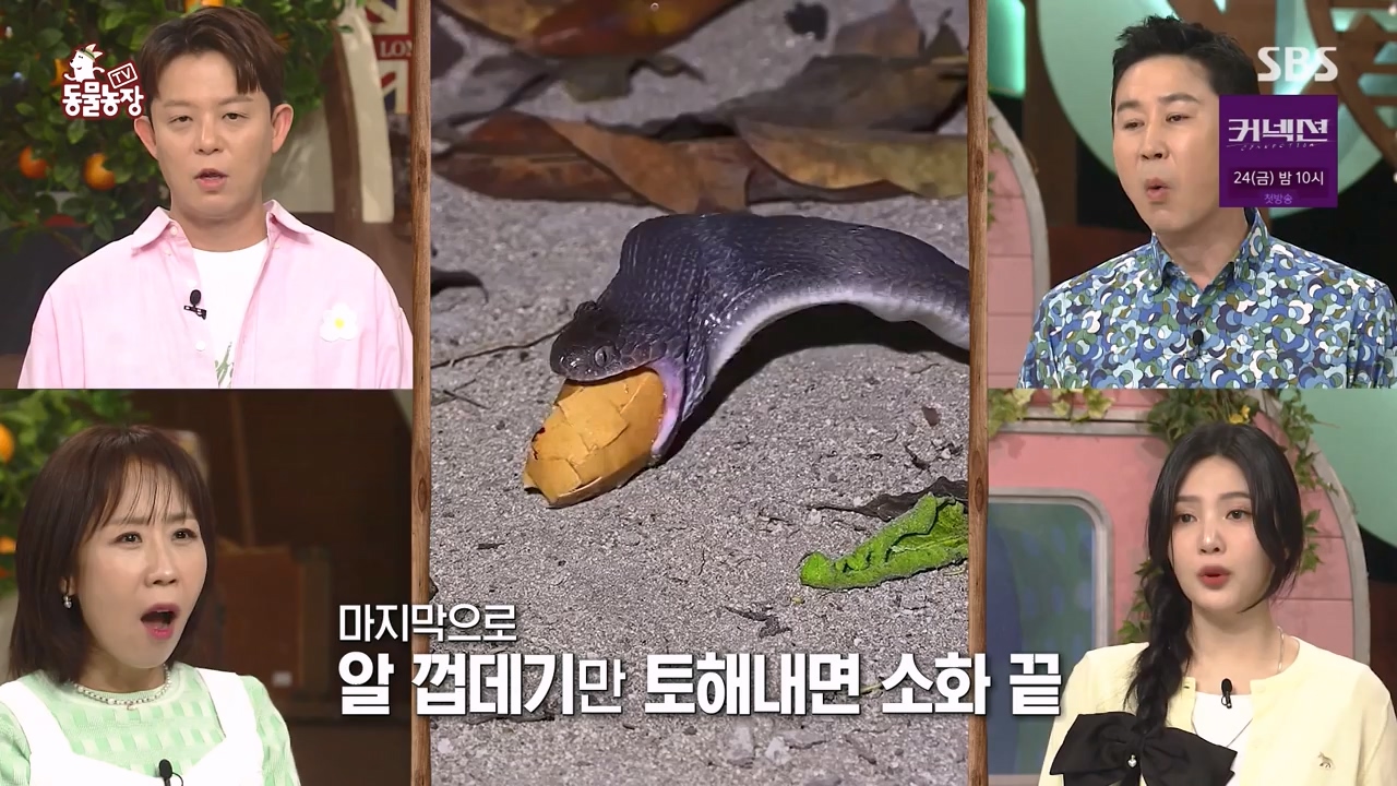 TV 동물농장.E1172.240520p-NEXT.mp4_20240519_165212.828.jpg