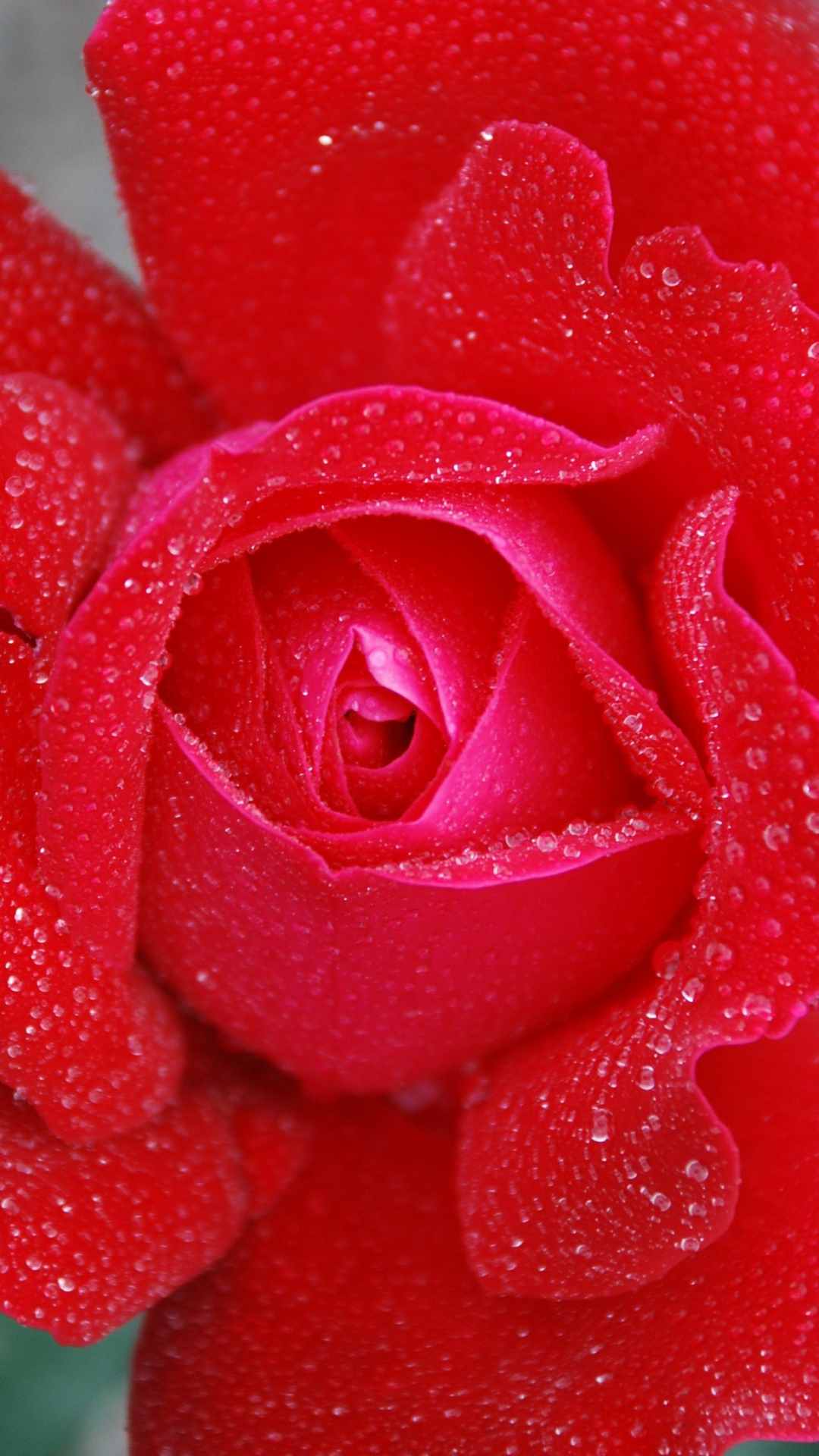 Rose Flower iPhone Wallpaper