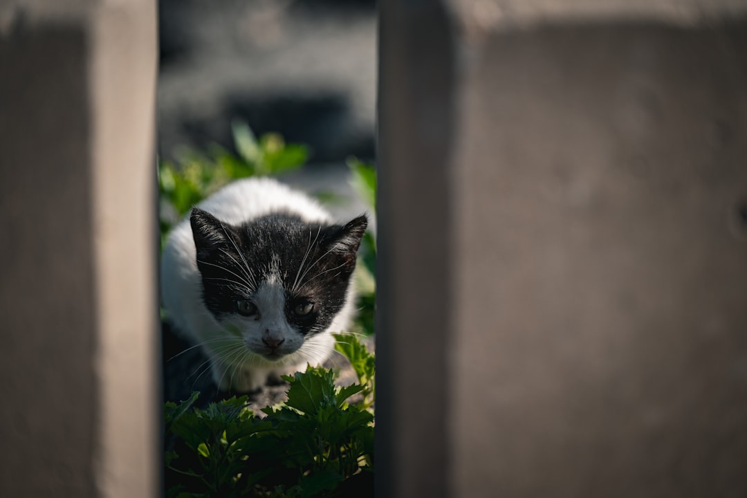 Cat burial