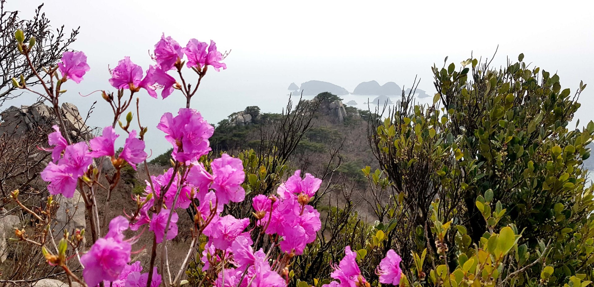 거제 망산 진달래