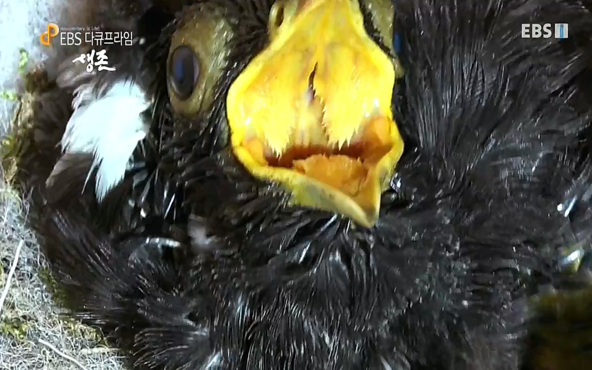 생존 3부_ EBS 다큐프라임_ 220629.avi_20220701_210755.650.jpg