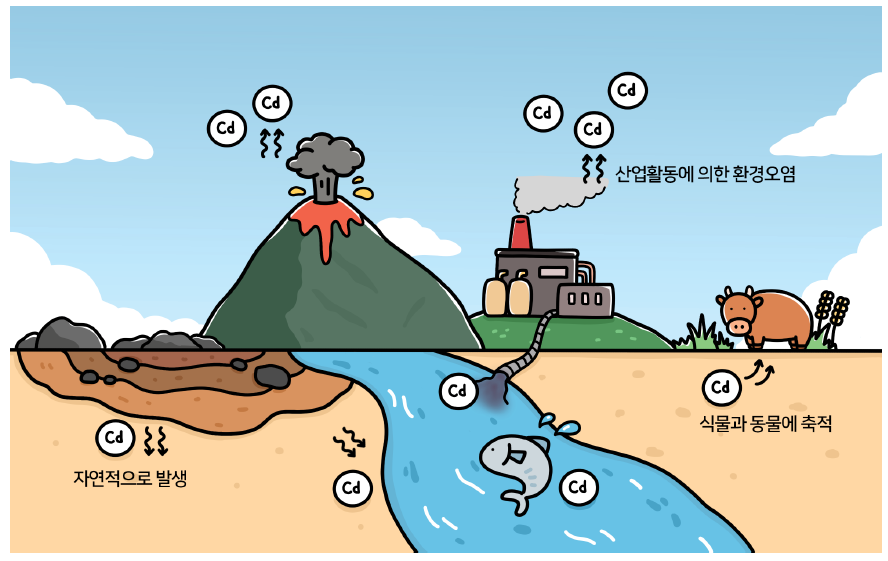 카드뮴 노출