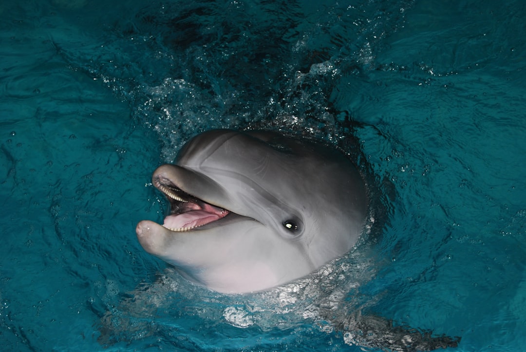 Dolphin