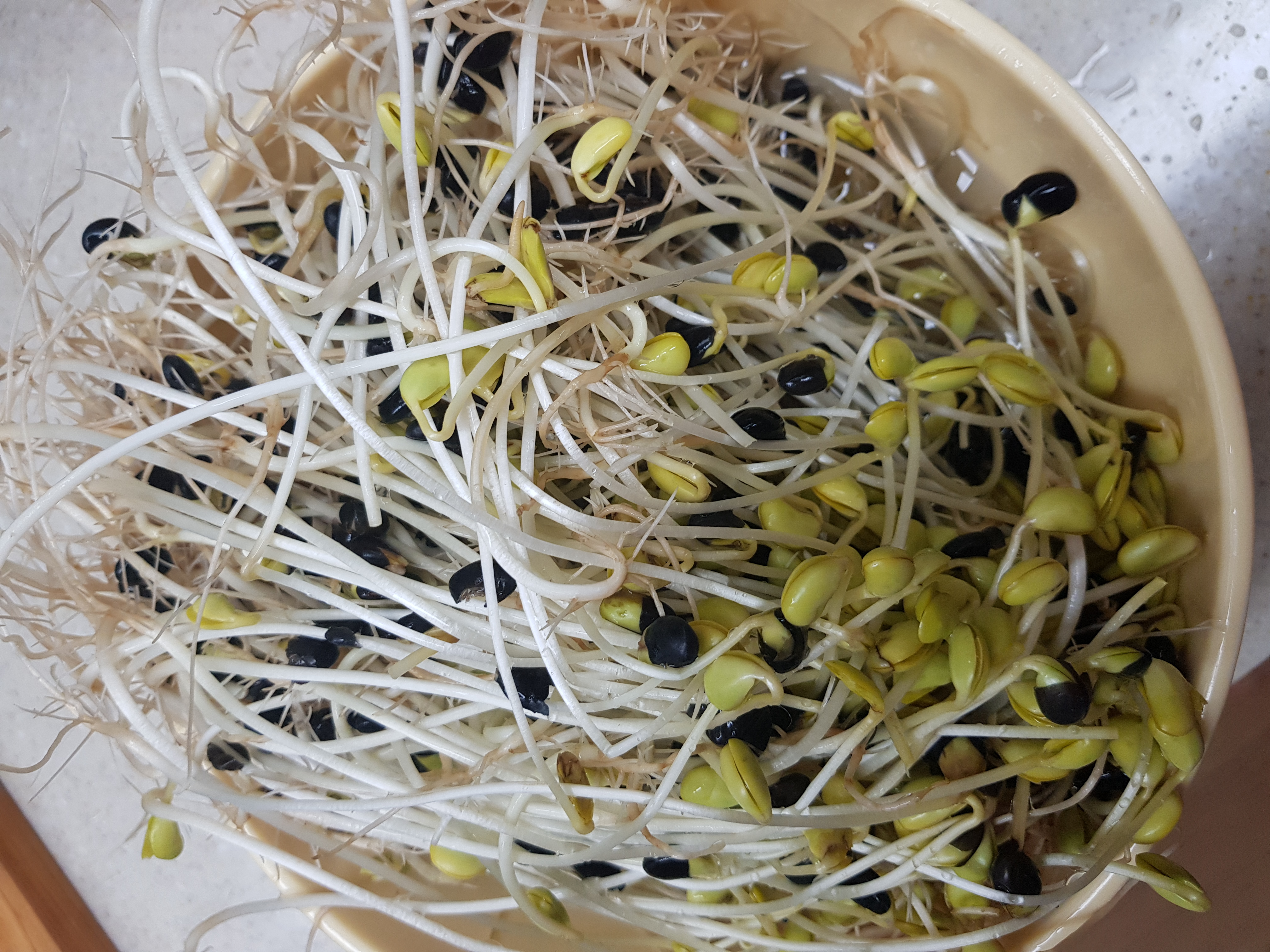  콩나물 재배기로 집에서 콩나물 키우기