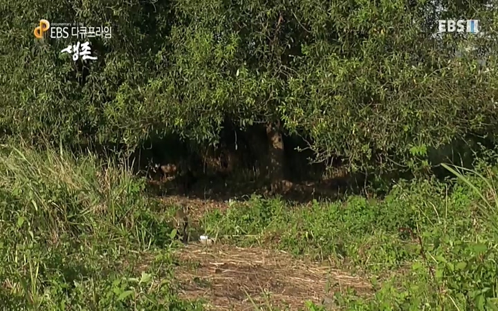 EBS 다큐프라임_ 220628.avi_20220629_210210.323.jpg