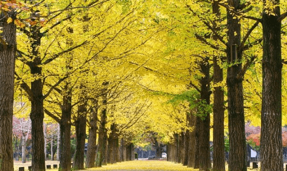 단풍 여행하기 좋은곳 - 남이섬