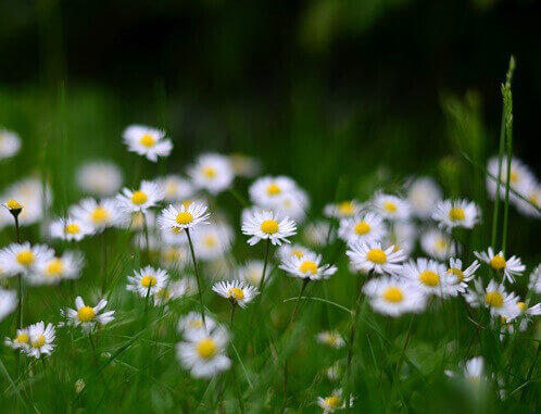 풀밭에-가득-피어있는-하얀색과-노란색으로-이뤄진-데이지꽃