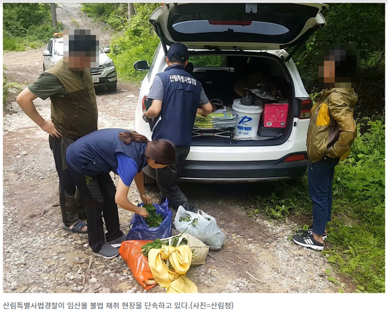  자칫하면 대형 산불…산나물 채취 등 불법행위 집중단속