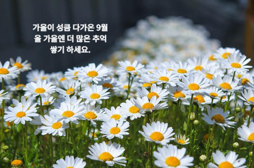 활짝 핀 하얀색 구절초 꽃밭