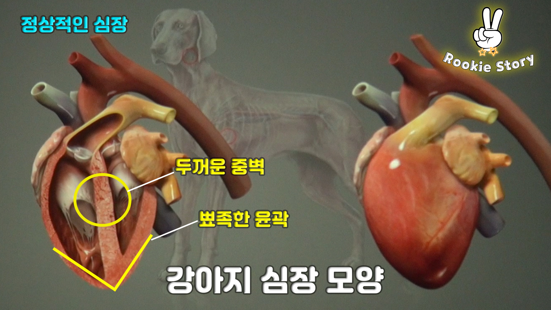  강아지 기침 심장병 식도염 거대식도증 폐 순환기, 호흡기 질환