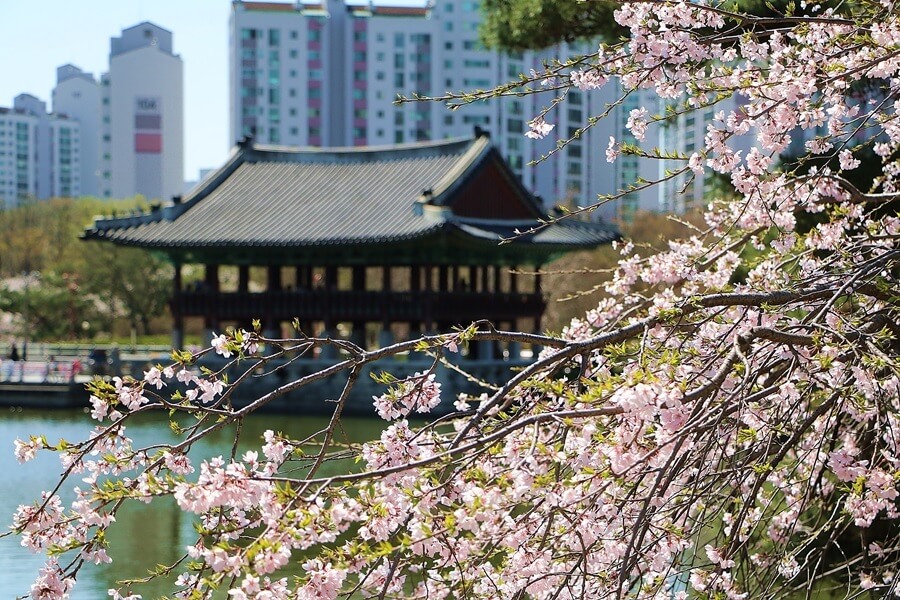 분당중앙공원 벚꽃