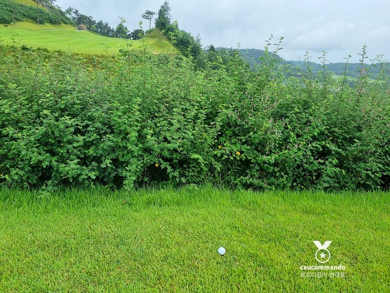 연예인 골프 순위 연예인들이 참여하는 10