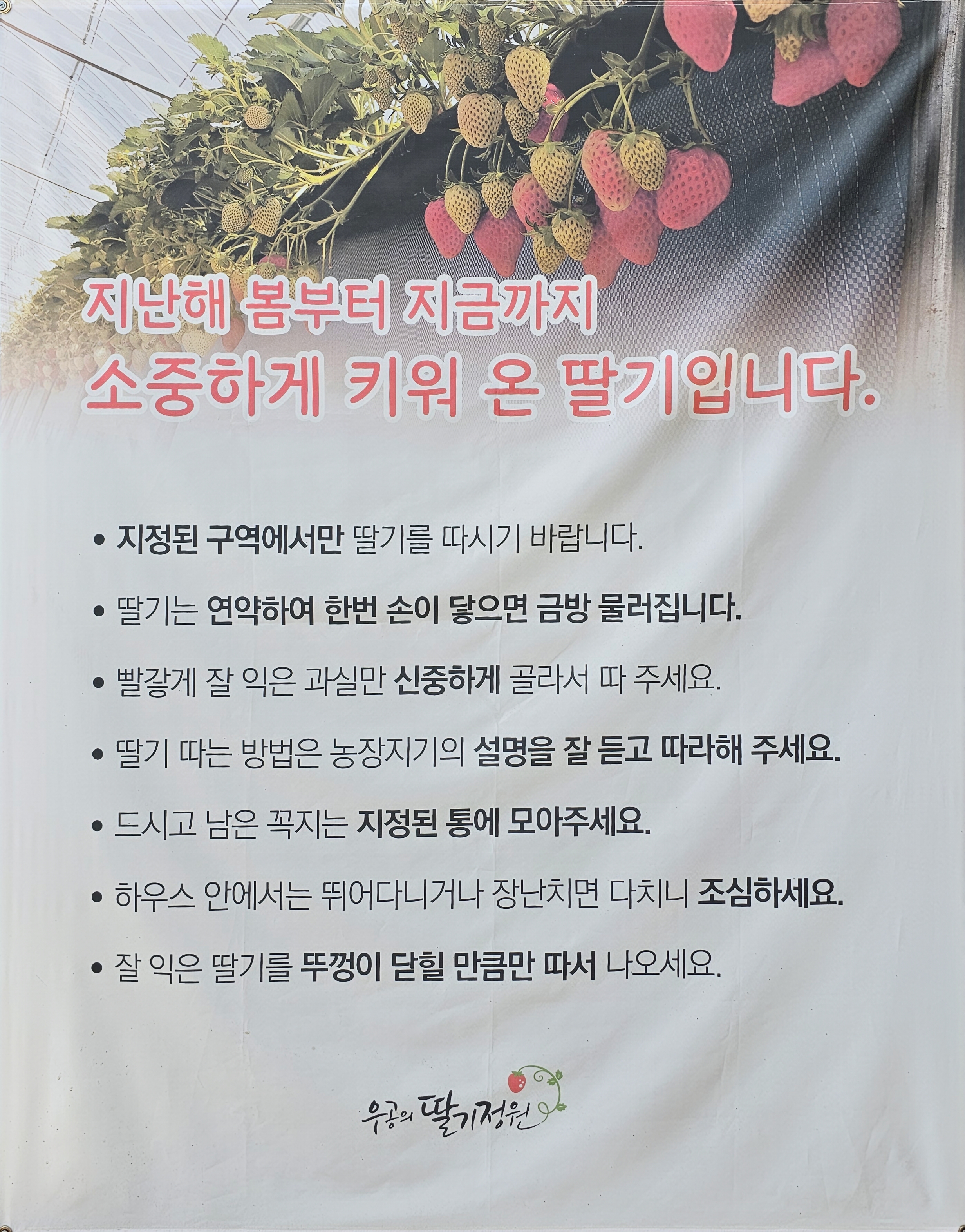 우공의 딸기정원 상주 청리