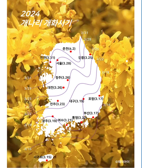 개나리 개화시기 2025 서울 경기 강원 전남 경북 제주_2