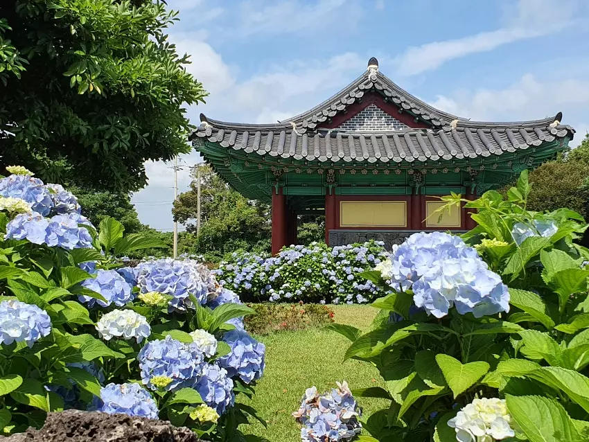 제주도 혼인지 수국