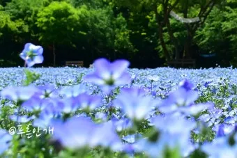 5월 수도권 꽃구경 꽃축제 10선_22