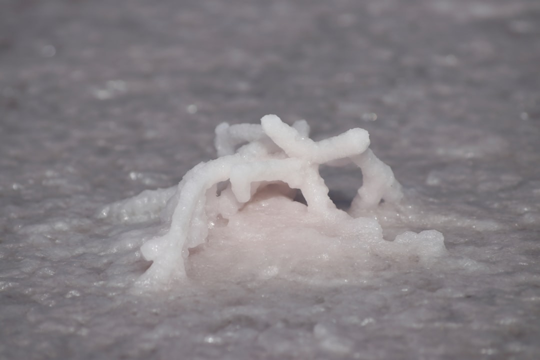 Snow crab