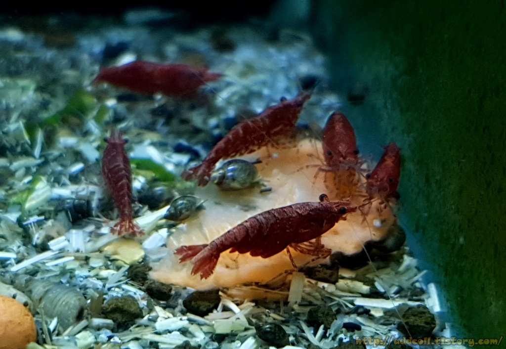 새우에게 당근&#44; 고구마 먹이 주기 ( Shrimp feeding - Carrot&#44; sweet potato )