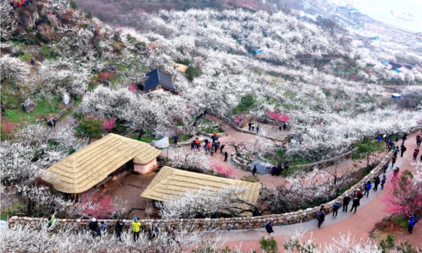 광양 매화축제