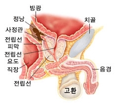 전립선의 위치