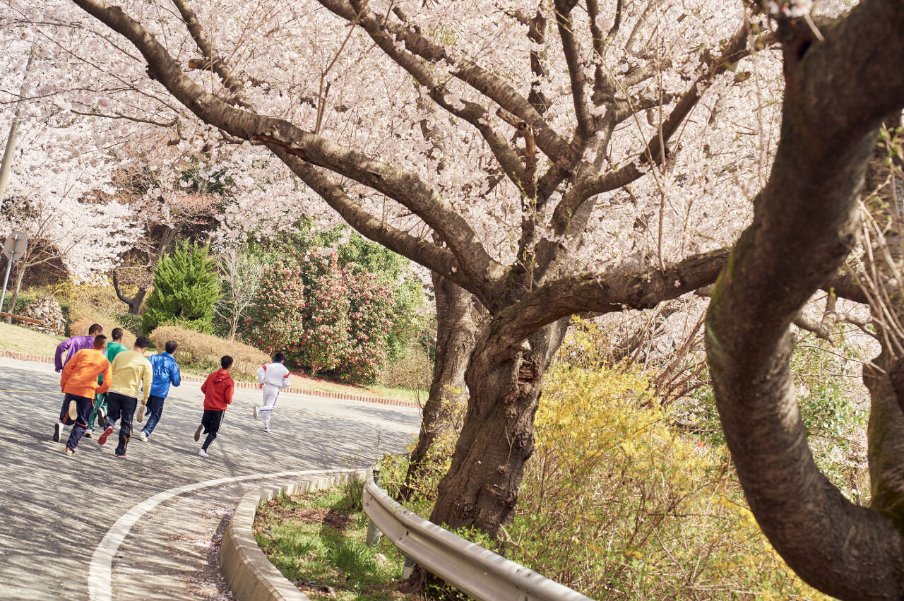 벚꽃 나무 아래에서 달리기를 하는 복싱 부원들의 모습이다.
