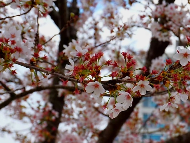 경화역 벚꽃 만개사진