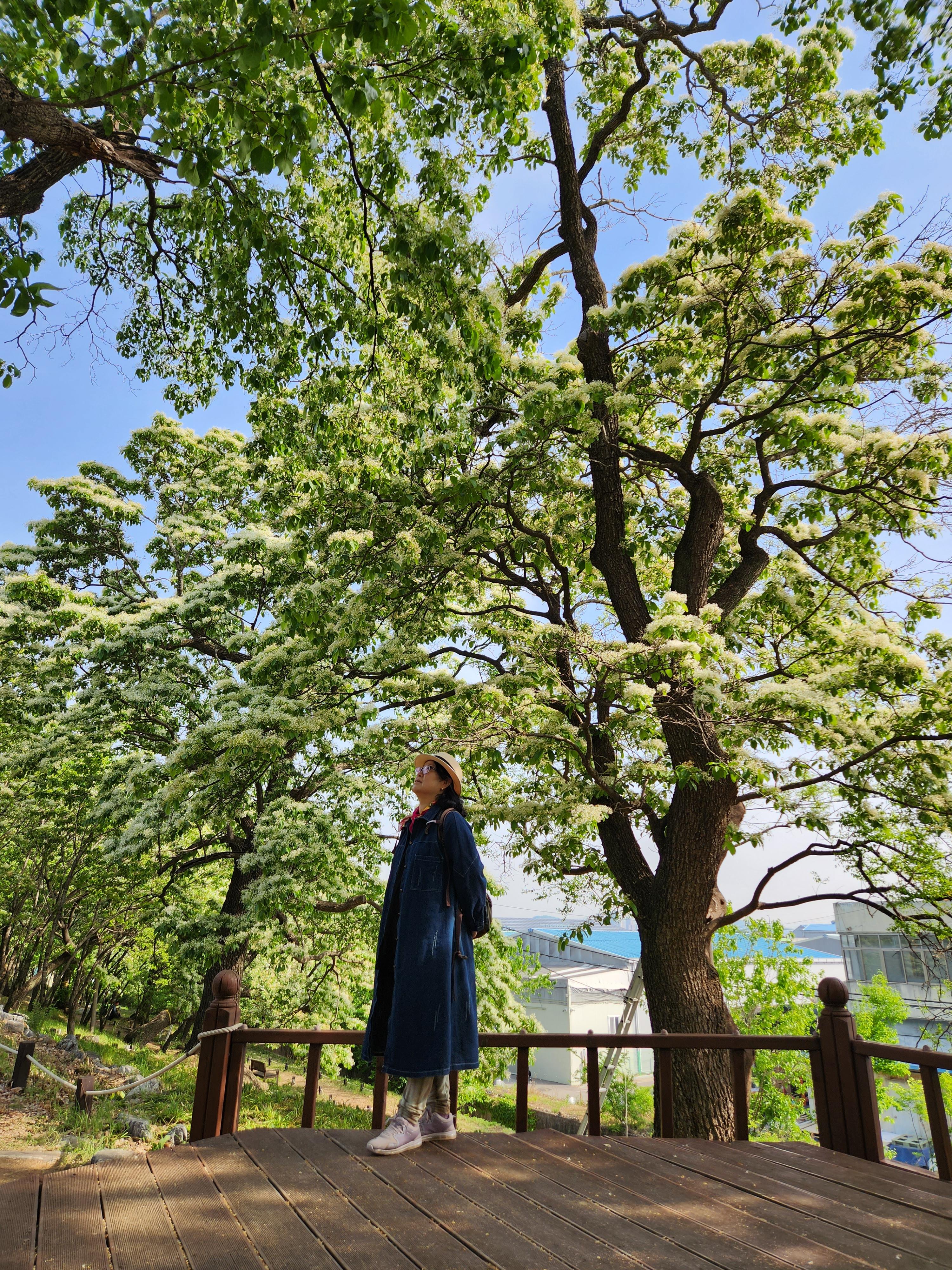 다리목 이미지