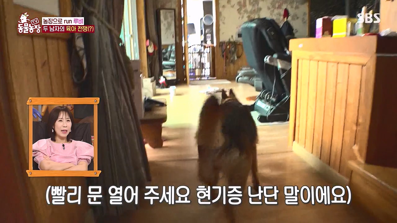 TV 동물농장.E1176.240617p-NEXT.mp4_20240616_171021.981.jpg