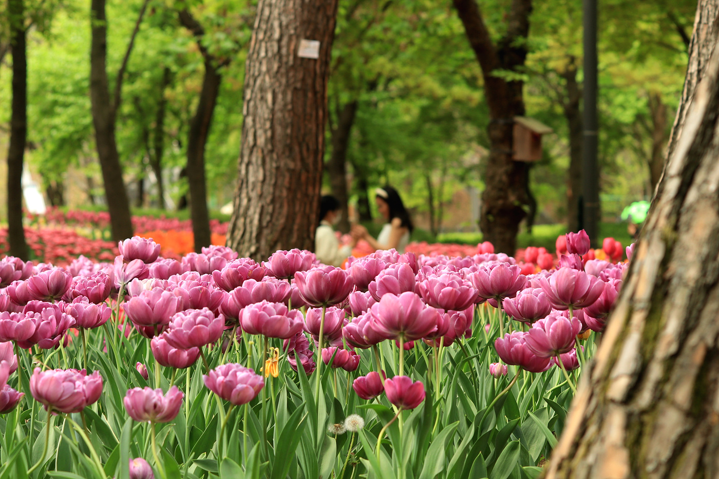 주말 서울숲 튤립 개화 현황… 24