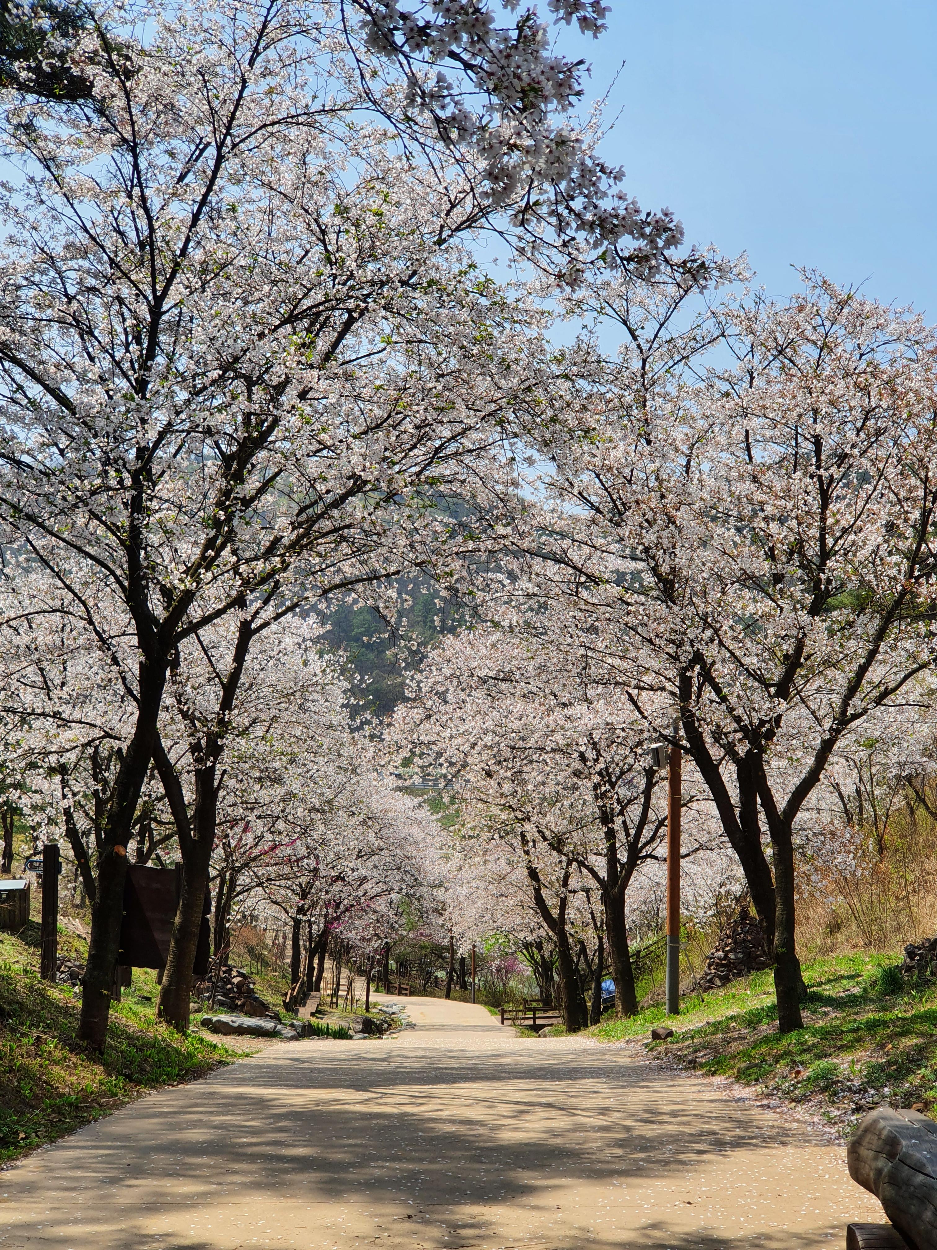 벚꽃 나들이 Blossom 나만 알고 싶은 벚꽃명소^^ 7