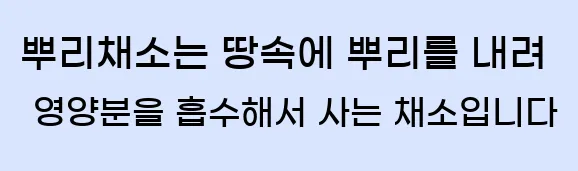  뿌리채소는 땅속에 뿌리를 내려 영양분을 흡수해서 사는 채소입니다