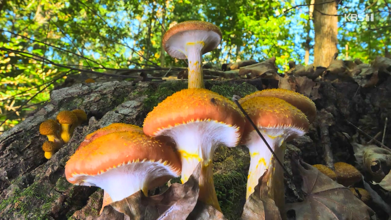 다큐 온.E227.231120p-NEXT.mp4_20231121_201734.365.jpg