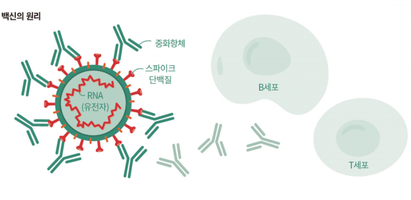  코로나 백신 개발에 대한 정리