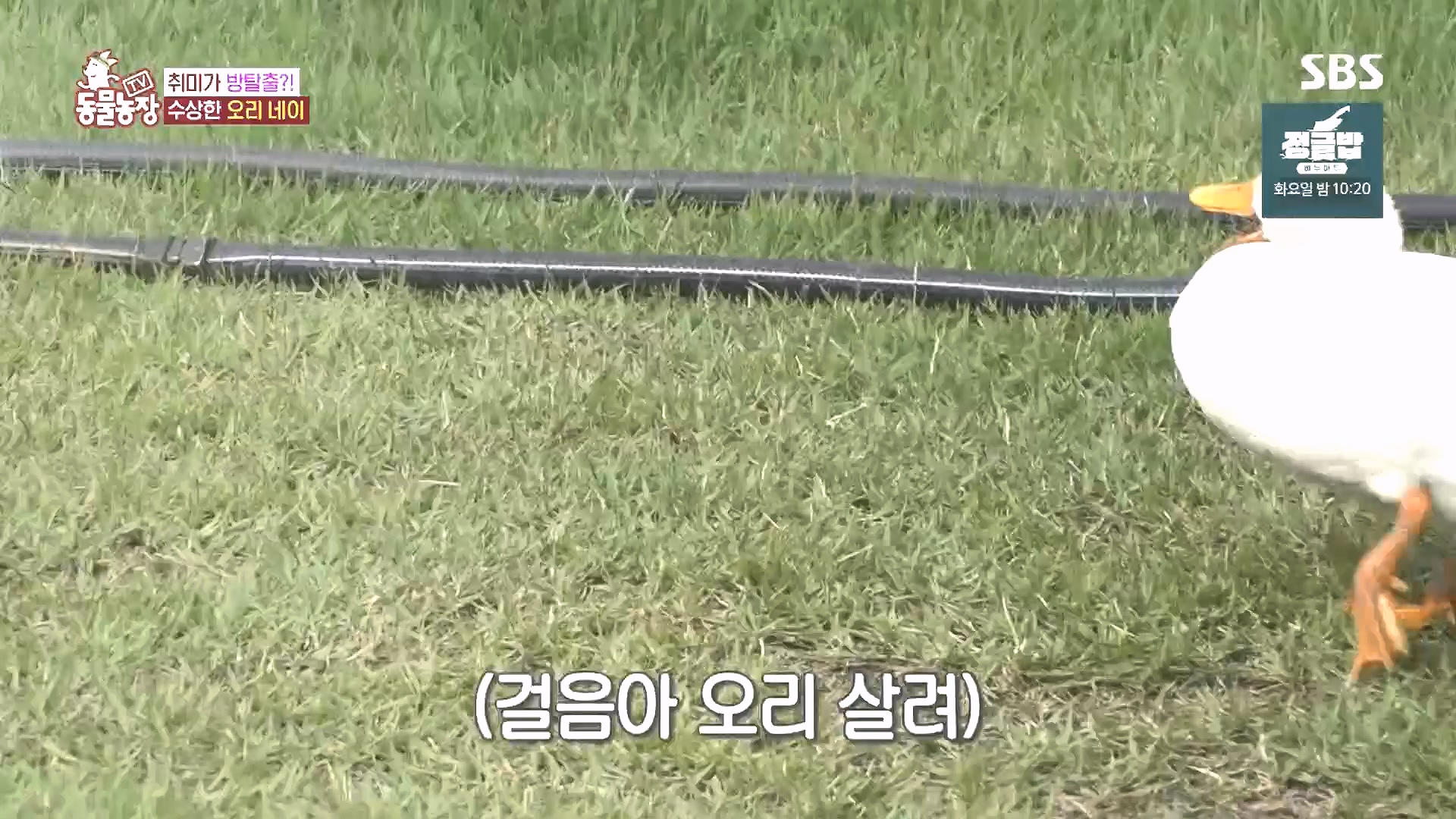 TV 동물농장.E1185.240818p.H264-F1RST.mp4_20240818_161602.066.jpg