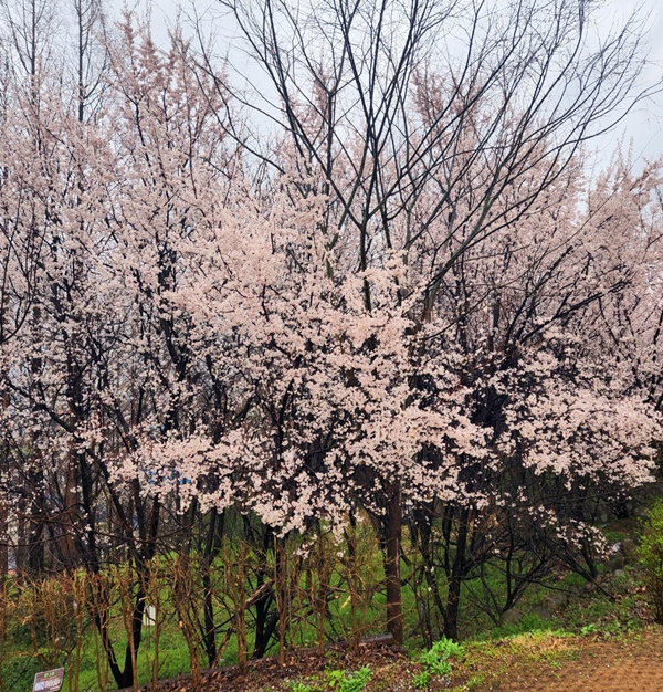 벚꽃들