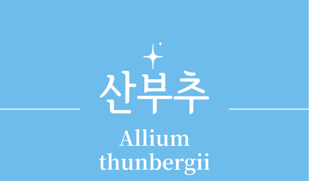 '산부추(Allium thunbergii)'