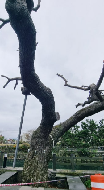 제주 월대천 보호수