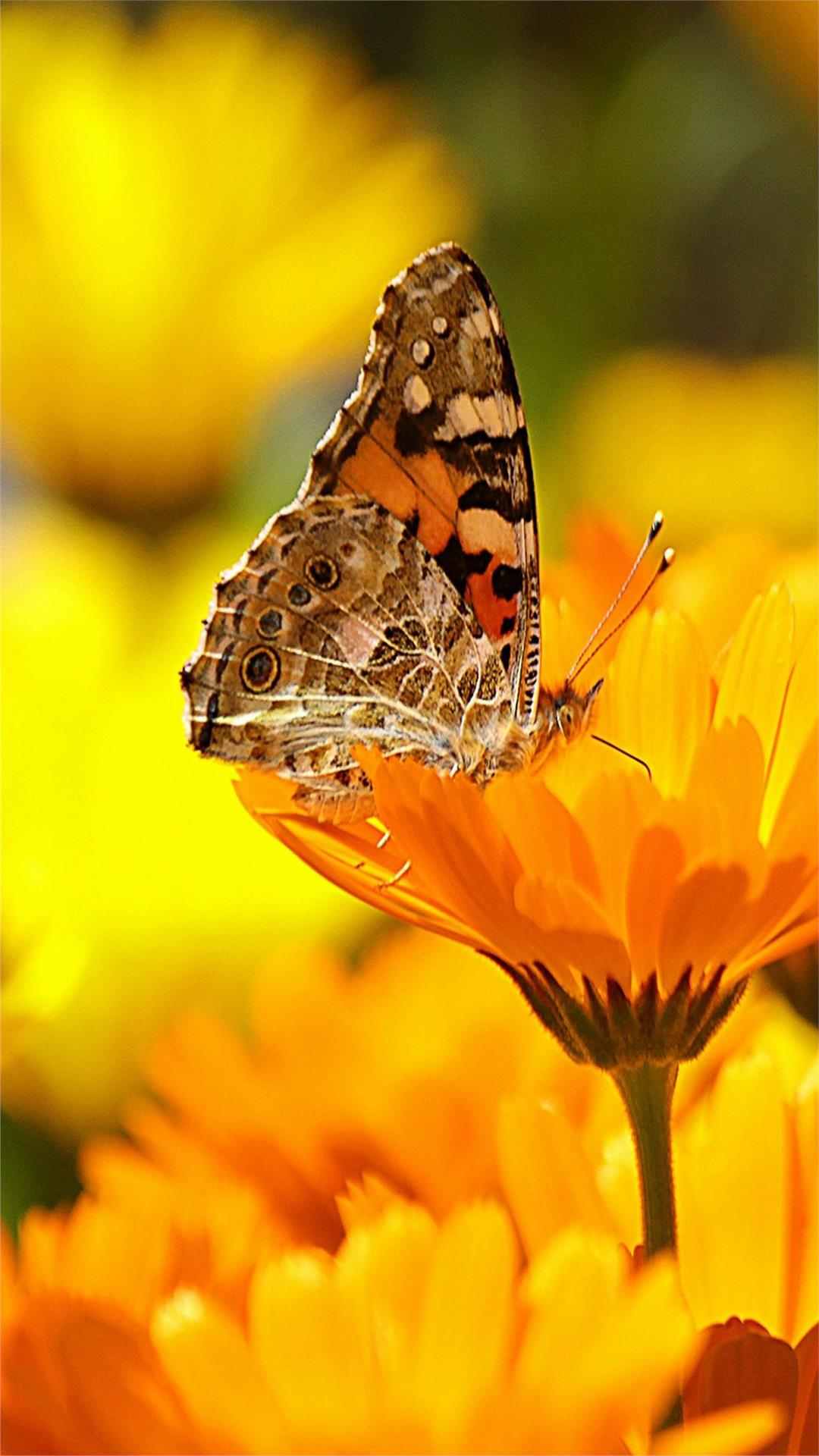 Butterfly Animal iPhone Wallpaper