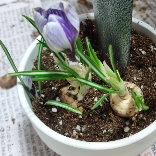 크로커스 심기