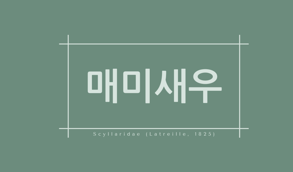 매미새우(Scyllaridae (Latreille, 1825))