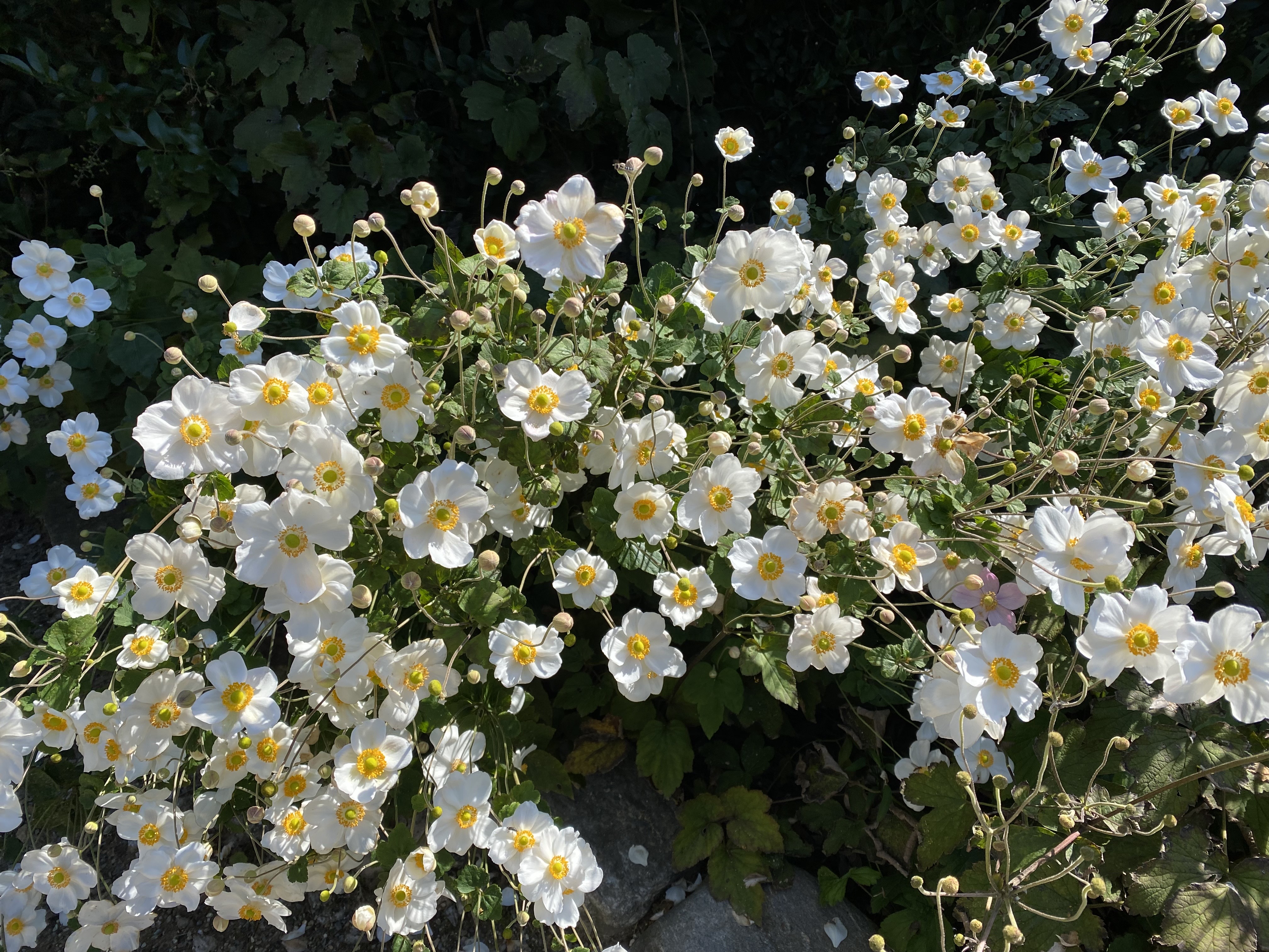 천리포수목원 예쁜 하얀색 꽃