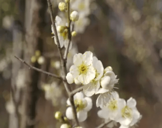 2024 양산 원동 순매원 매화축제 기간 및 장소 기차 셔틀버스 알아보기