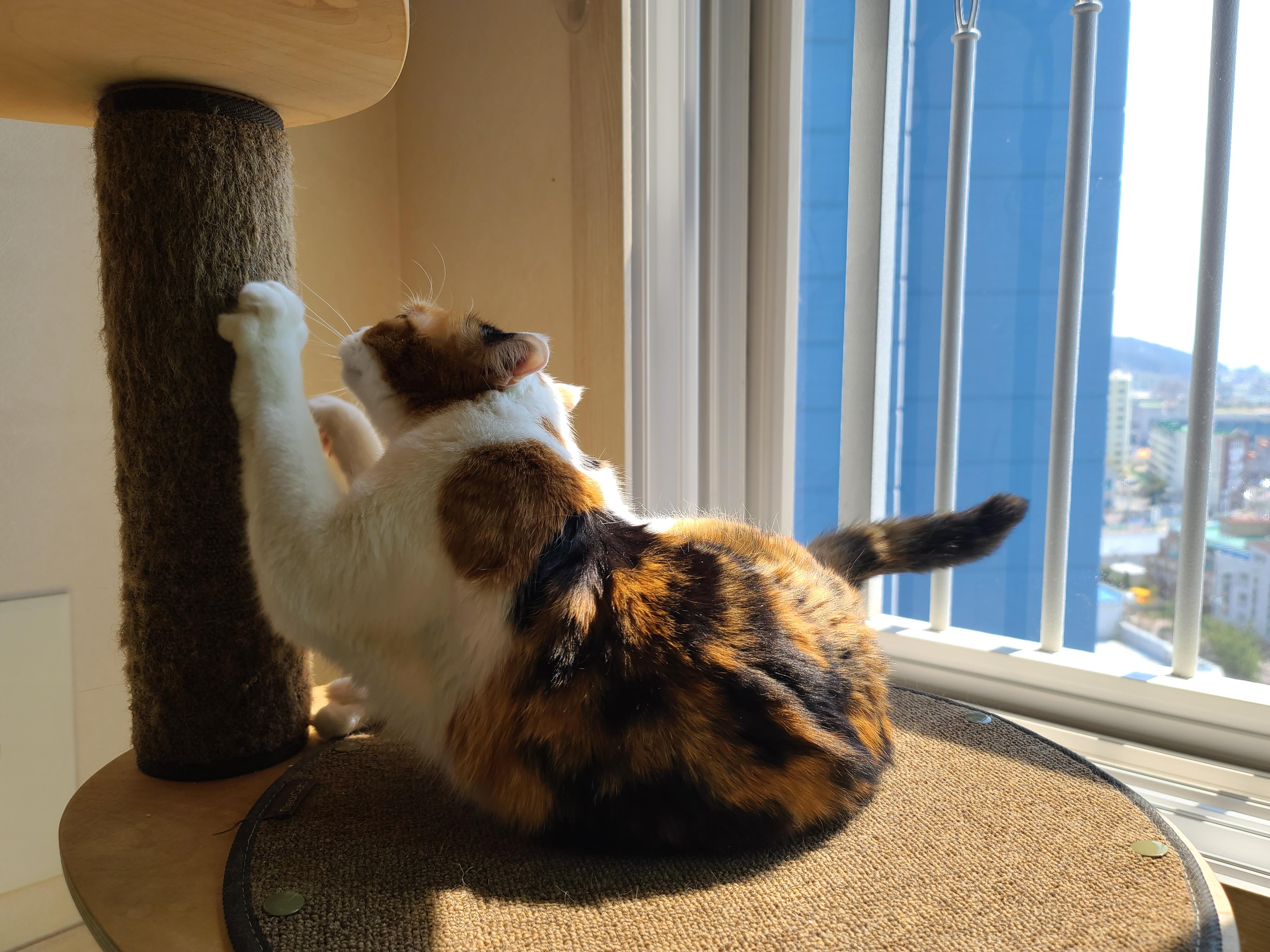 햇빛 쬐면 아기맹수로 변신하는 삼색이 고양이 요미.